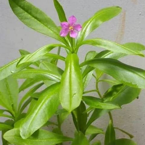 Berikut manfaat gingseng jawa untuk kesehatan. (Foto: Dok. Wikipedia)
