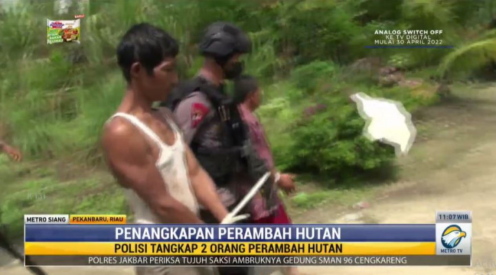 Pembalak Liar di Kawasan Giam Siak Kecil Diringkus