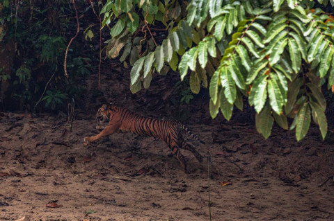 BKSDA Lepasliarkan Harimau Sumatra di Taman Nasional Gunung Leuser