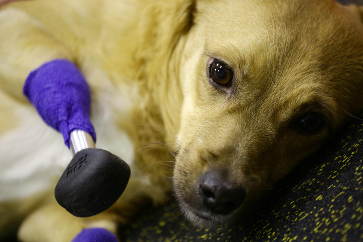 Foto: Monika, Anjing dengan Empat Kaki Palsu