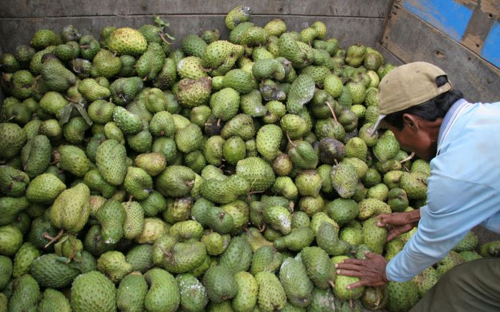 Tak Sekadar Enak, Ini 5 Manfaat Sirsak untuk Kesehatan yang Wajib Kamu Tahu