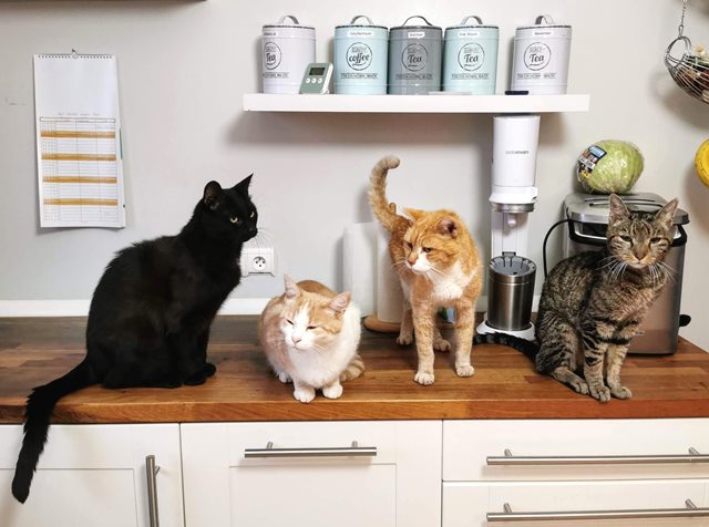 Yuk, pertimbangkan beberapa hal yang perlu kamu pertimbangkan sebelum adopsi kucing di rumah. (Foto: Ilustrasi/Unsplash.com)