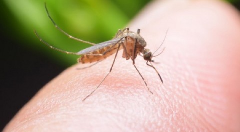 Ilustrasi nyamuk Aedes aegepty penyebab demam berdarah dengue (DBD). Medcom.id.