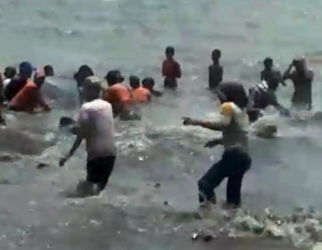 Hiu Paus Terdampar di Pantai Sukaraja Lampung