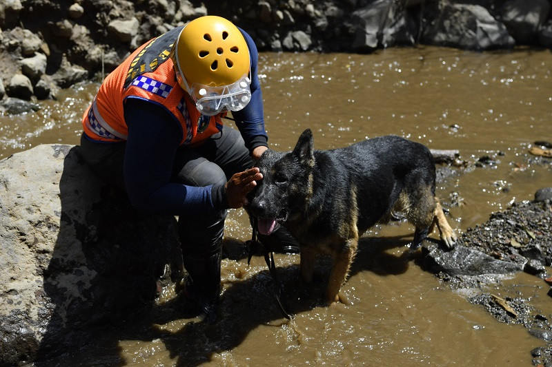 Tim SAR Dog Jawa Timur membasuh anjingnya saat melakukan pencarian korban banjir bandang di Sungai Anak Kali Brantas, Kota Batu, Jawa Timur. (Foto: ANTARA/Zabur Karuru)