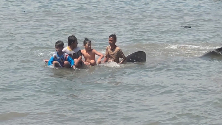 4 Ekor Hiu Tutul Terjaring Nelayan di Bandar Lampung