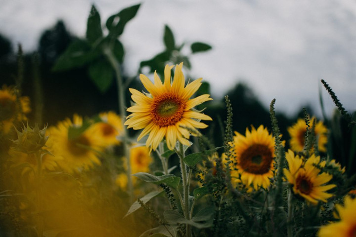 Contoh Tumbuhan Dikotil dan Ciri-cirinya