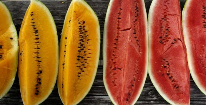 Perbedaan semangka merah dan semangka kuning. Foto: whataboutwatermelon.com