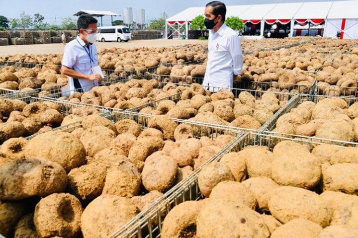 Kemenperin Genjot Potensi Porang Lokal Sejajar Produk Impor