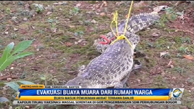 Buaya Muara Masuk ke Rumah Warga Tigaraksa