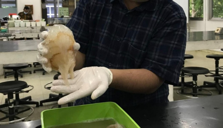 Mahasiswa UGM Teliti Potensi Ubur-Ubur Sebagai Penghambat Kanker Payudara