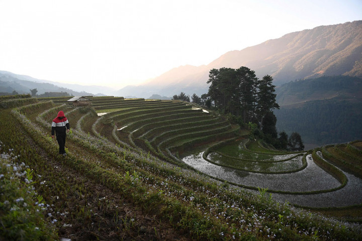 Sawah Terasering Spektakuler Vietnam Siap Menunggu Kedatangan Wisatawan