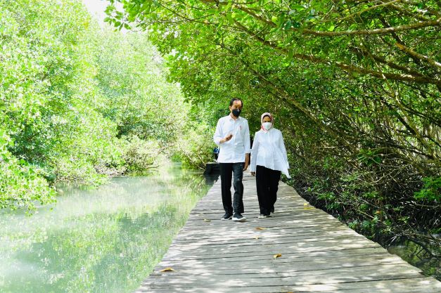 G20 Leaders to Visit Mangrove Conservation Forest in Bali: Jokowi