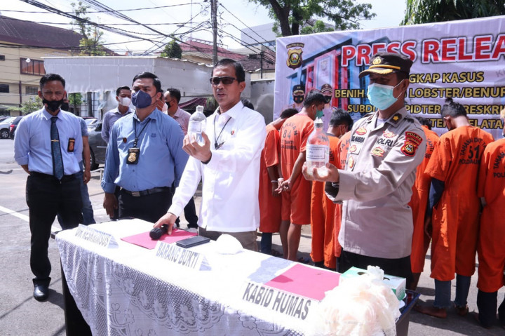 Polisi Gerebek Rumah Penampungan Baby Lobster di Banyuasin, 13 Orang Ditangkap