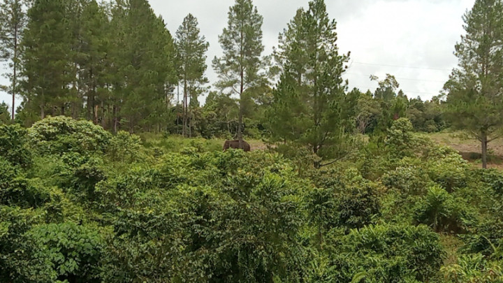 Penggiringan Gajah Liar di Bener Meriah Usai Warga 2 Desa Mengungsi
