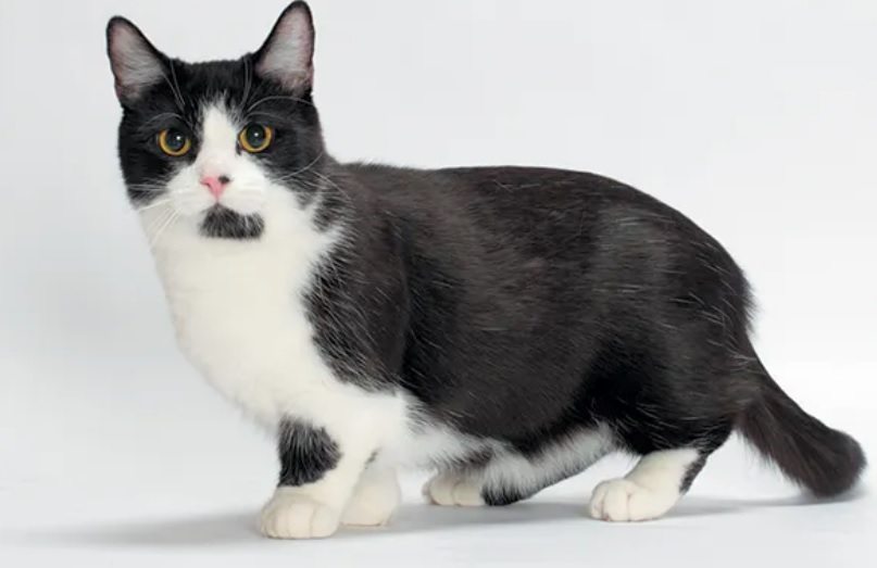 Kucing Munchkin (Foto: catster)