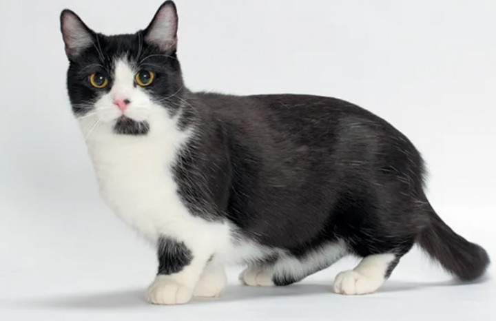 6 Fakta Kucing Munchkin yang Imut dan Menggemaskan