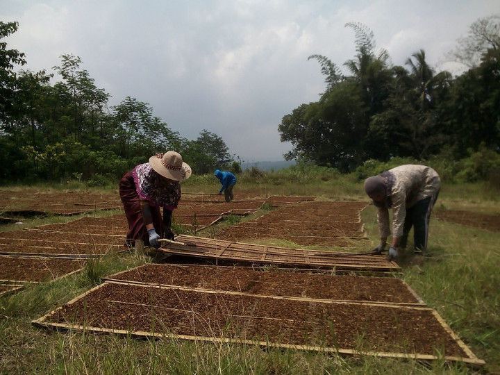 Petani dan Pekerja SKT Menanti Perlindungan dari Kenaikan Cukai Tembakau