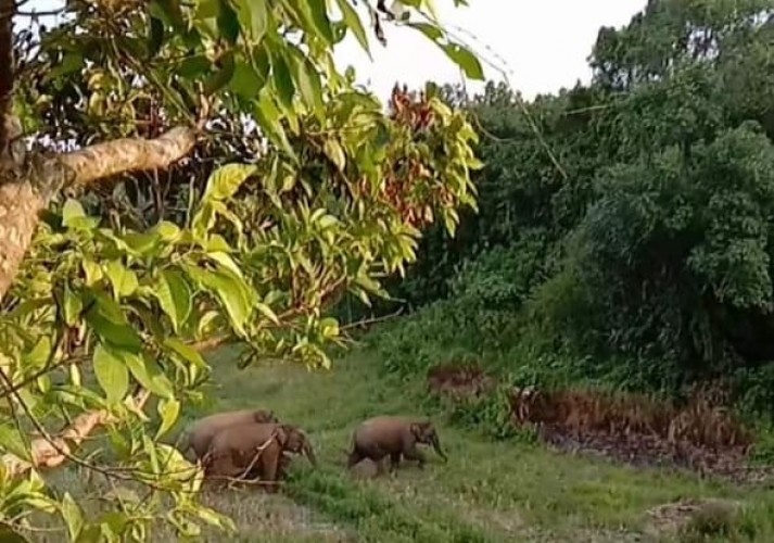 Belasan Gajah Liar Rusak Perkebunan Warga di Kabupaten Pesisir Barat, Lampung