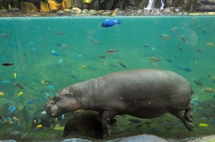 Dua Kuda Nil di Kebun Binatang Belgia Positif Covid-19