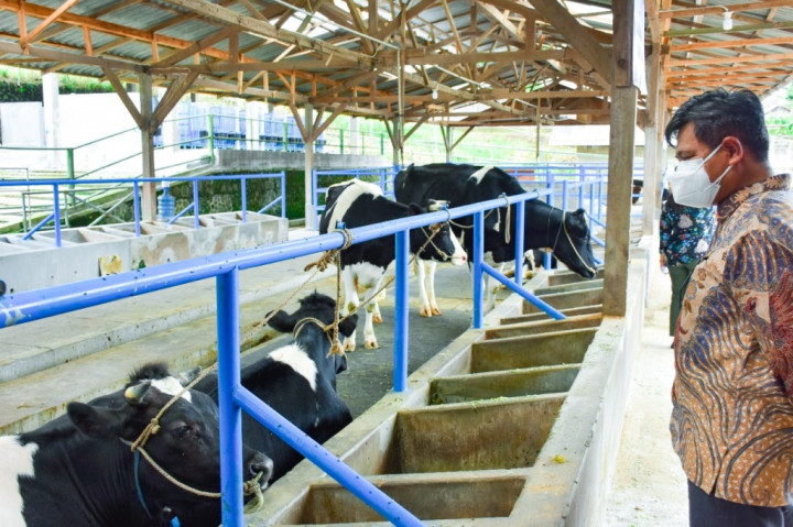 Kemenperin: Ketersediaan Pakan Hijauan Genjot Kesejahteraan Peternak Lokal