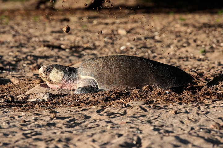 Potret Ribuan Penyu Bertelur di Pantai Nikaragua Dijaga Ketat Tentara