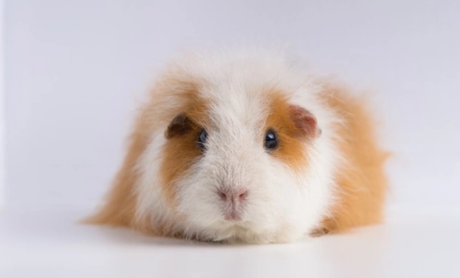 Hamster salah satu hewan peliharaan yang ramah anak (Foto: Freepik)