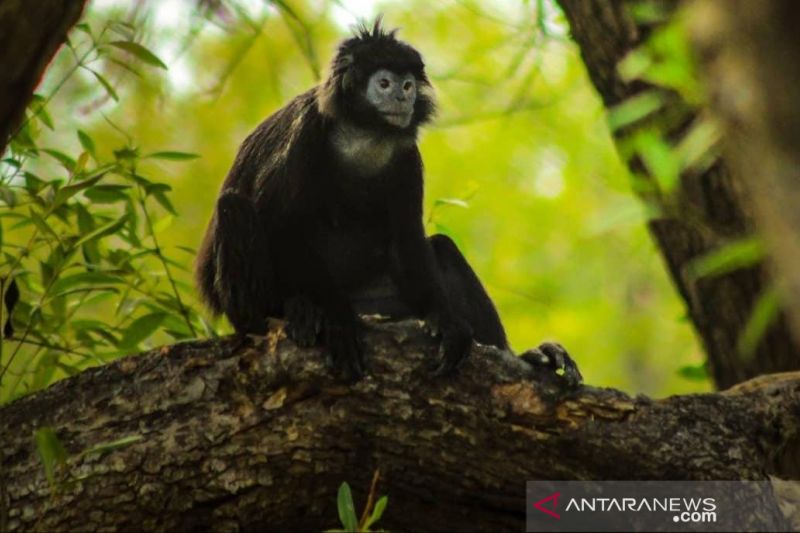Lutung Jawa di tengah pohon mangrove Desa Pantai Bahagia, Kecamatan Muaragembong, Kabupaten Bekasi, Jawa Barat. ANTARA/Pradita Kurniawan Syah