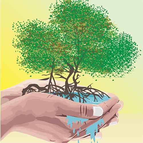 Upaya Mengembalikan Kelestarian Ekosistem Mangrove di Indonesia