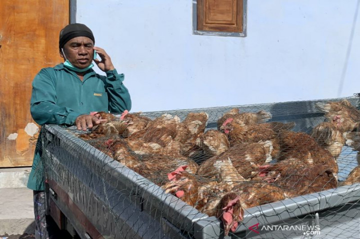Ketimbang Mati, Peternak di Semeru Terpaksa Jual Ayam Petelur