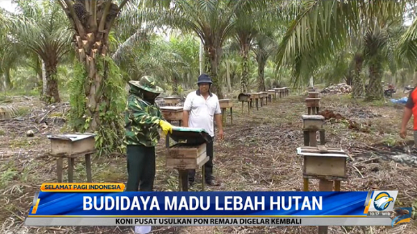 Budi Daya Lebah Madu Hutan Sebagai Alternatif Penopang Ekonomi