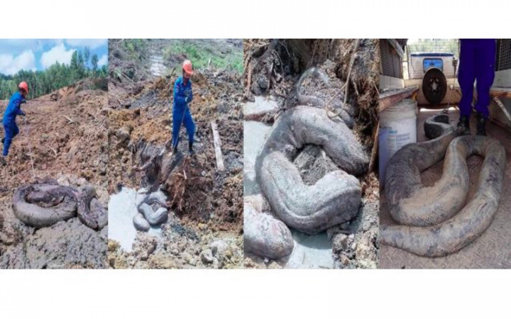 Mengejutkan, Dua Ular Piton Raksasa Ditemukan di Lokasi Konstruksi