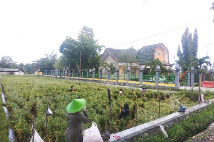 Lima Hektare Padi di Mataram Gagal Panen
