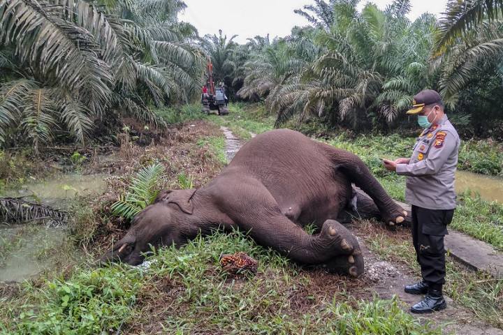 Gajah Liar di Riau Mati Tersengat Listrik
