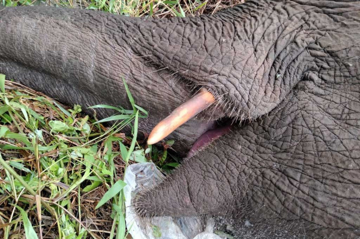 Duh! Gajah Liar Mati di Kebun Sawit di Bengkalis