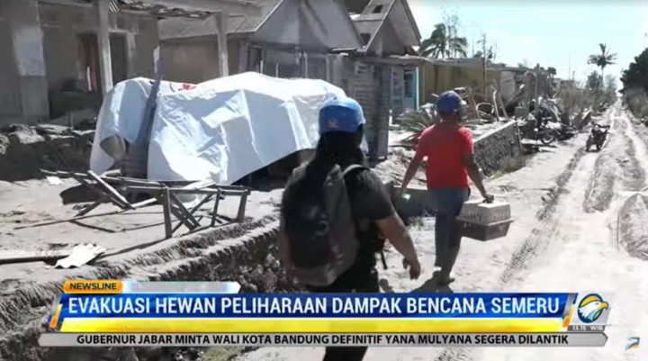 Relawan Evakuasi Hewan Peliharaan Warga di Sekitar Gunung Semeru