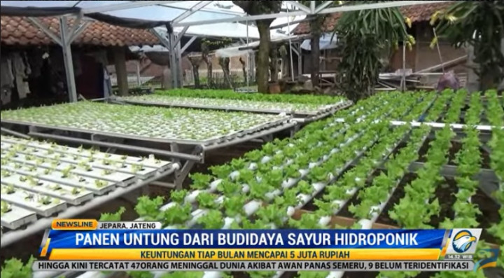 Inspiratif! Raup Untung dari Sayuran Hidroponik