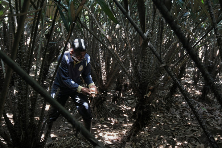 Mengunjungi Cagar Buah Condet di Jakarta yang Jadi Desa Kreatif