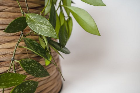 Sel Tumbuhan Pengertian, Fungsi, dan Bagian-bagiannya (Foto: Shutterstock)