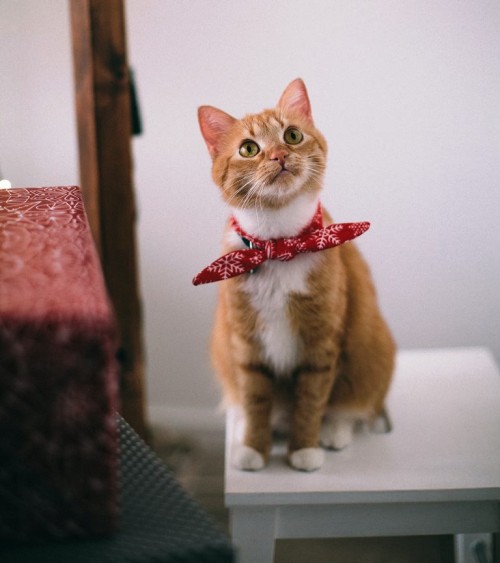 Viral, Wanita di Grogol Siksa Kucing dan Dimasukkan ke Kantong