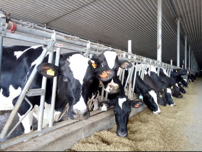 Program 1000 Srikandi Peternak Indonesia Diluncurkan