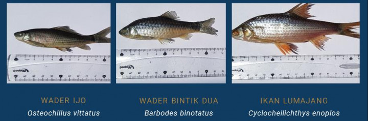 Jadi Ancaman Serius, Ikan Endemik di Rawa Pening Tinggal 3 Spesies