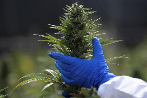 Malta Jadi Negara Uni Eropa Pertama yang Legalkan  Ganja