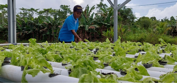 Warga Kampung Klamono, Sorong Gerakkan Ekonomi Desa Lewat Pertanian Hidroganik