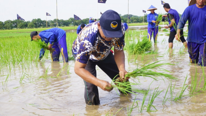 NasDem Jepara Tanam Padi untuk Masyarakat