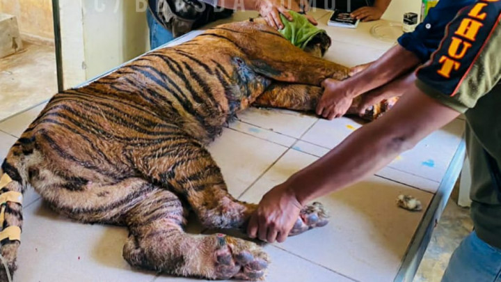 Harimau Sumatra Masuk Kandang Jebak, Kondisinya Penuh Luka