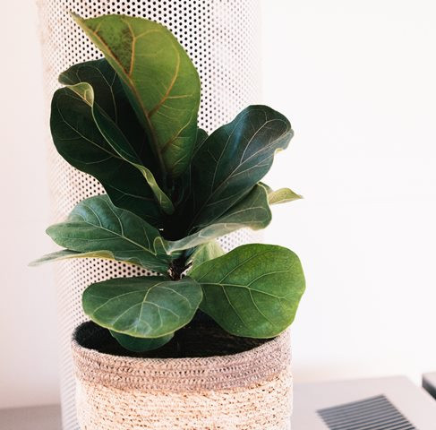 5 Tanaman Hias Rumah dengan Harga Melambung