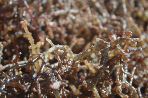 LPEI Dorong Ekspor Produk Rumput Laut Sidoarjo