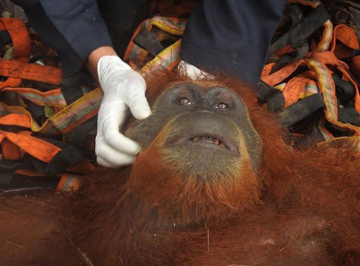Terisolasi di Kebun Warga, <i>Sukma</i> Si Orang Utan Betina Dievakuasi