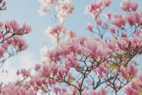 Sejak zaman dulu ekstrak bunga magnolia telah dijadikan sebagai obat tradisional dalam pengobatan di negara Cina dan Jepang. (Foto: Ilustrasi. Dok. Unsplash.com)